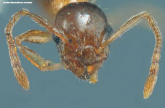 tete Temnothorax recedens