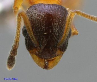 tete Temnothorax tuberum