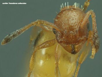 tete Temnothorax unifasciatus
