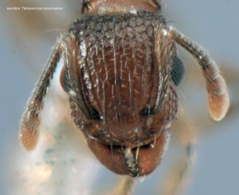 tete Tetramorium bicarinatum