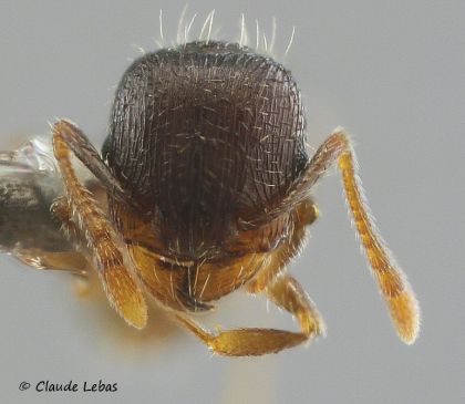 tete Tetramorium brevicorne