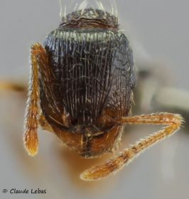 tete fortement striée de l‘ouvriere Tetramorium forte