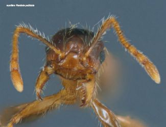 tete Pheidole pallidula