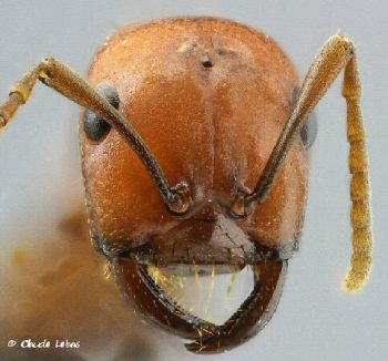 tete avec des mandibules en forme de sabre