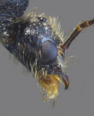 tete de male Messor structor