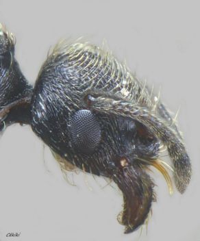 reine Goniomma hispanicum