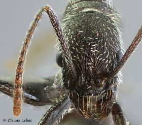 reine Aphaenogaster senilis avec des poils blancs longs et drus