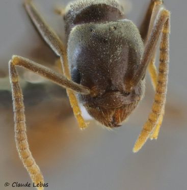 tete de reine Bothriomyrmex meridionalis
