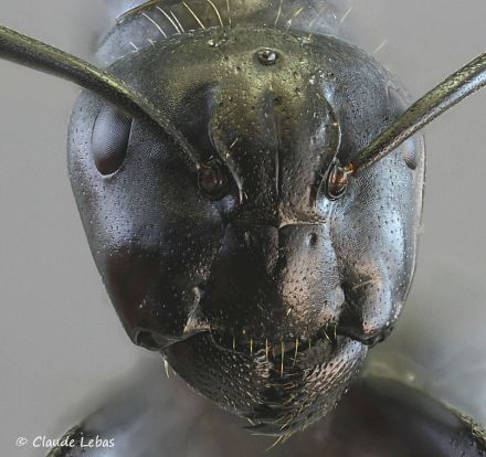 tete de la reine Camponotus vagus
