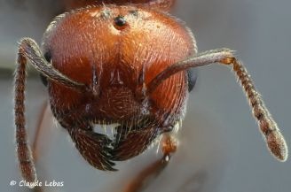 reine Crematogaaster scutellaris