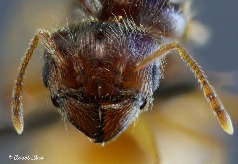 tete reine Pheidole pallidula