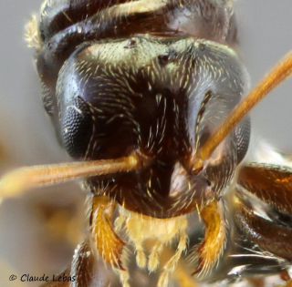 tete reine Plagiolepis taurica