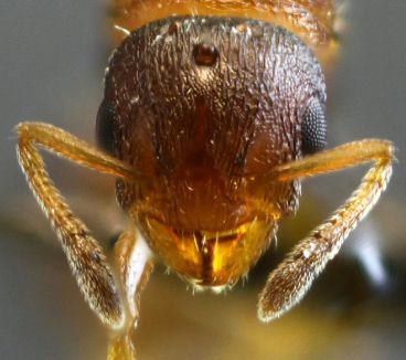 tete de gyne Temnothorax affinis