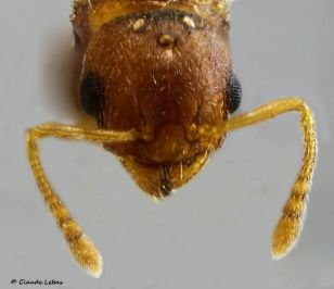 tete de gyne Temnothorax  lichtensteini
