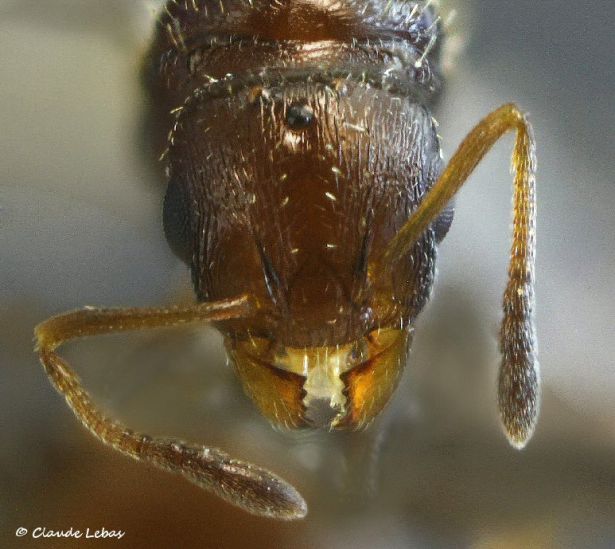 reine Temnothorax melas