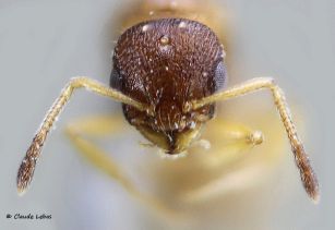tete de reine Temnothorax unifasciatus