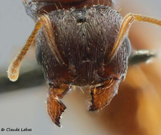 tete de la reine Tetramorium semilaeve