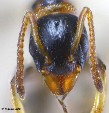 tete de reine Dolichoderus quadripunctatus