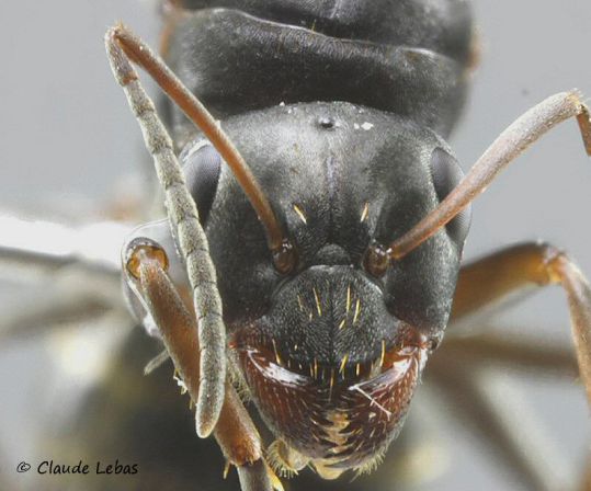 reine Formica gerardi aux joues noires