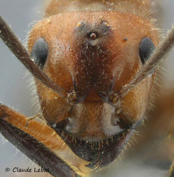tete très poilue de gyne Formica truncorum