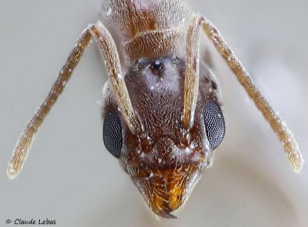 reine Linepithema humile