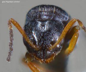 tete reine Plagiolepis schmitzii