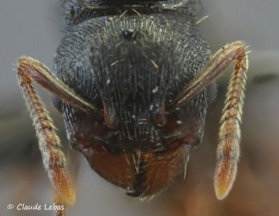 tete reine Tetramorium forte