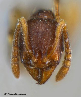 tete de‘ouvriere Stenamma striatulum