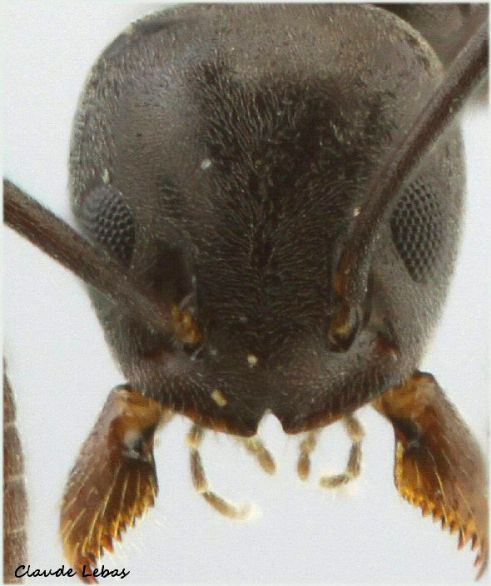 échanchrure du clypeus en V retourné