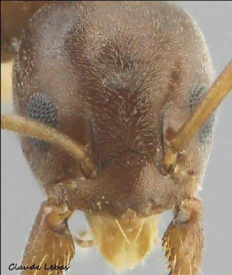 échancrure du clyperus en V retourné plus faiblement que Tapinoma erraticum