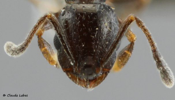 tete  Temnothorax niger