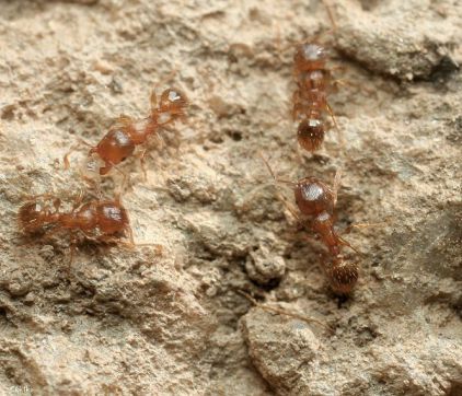 fourmi  Tetramorium semilaeve