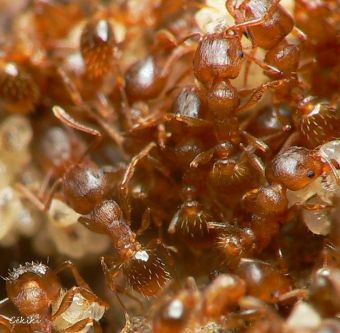 fourmis  Tetramorium semilaeve