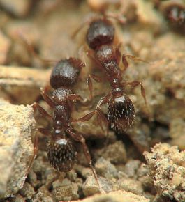 fourmi Tetramorium  