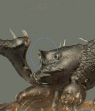 epine Aphaenogaster gibbosa