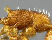 thorax  Temnothorax racovitzai