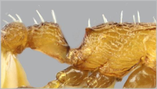 petite épine voire faible protubérence