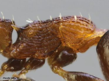 thorax  Temnothorax kraussei