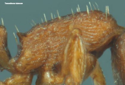 thorax de Temnothorax tuberum