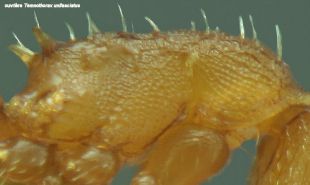 thorax Temnothorax unifasciatus