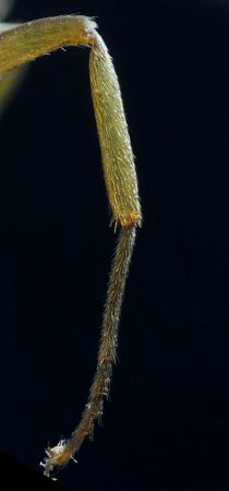 poils du tibia couchés