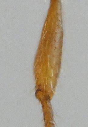 poils couchés du tibia postérieur