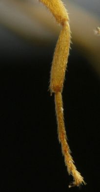 poils du tibia hérissés