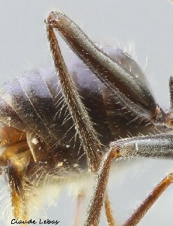 poils dressés au tibia postérieur