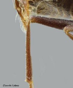 pas de poils dressés au tibia postérieur