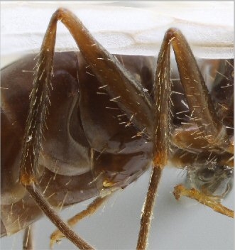 tibias aux poils fortement dressés