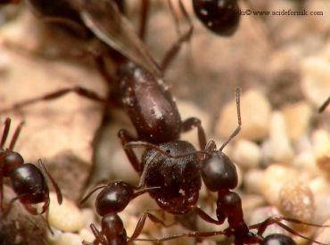 reine et ouvrieres Monomorium salomonis
