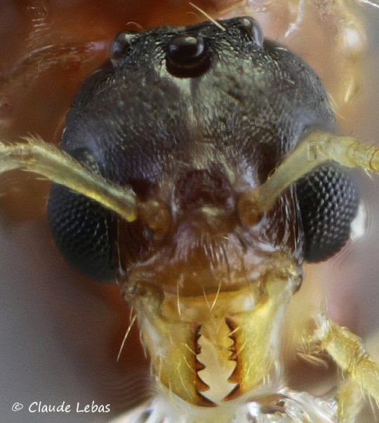 tete de male Aphaenogaster subterranea