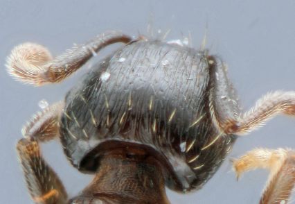 vertex Tetramorium caespitum