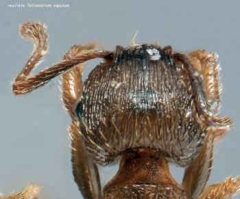 vertex Tetramorium impurum